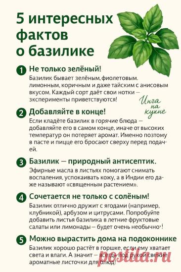 5 интересных фактов о базилике