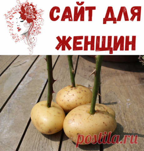 Он вырезал дырочку в картошке и вставил в нее стебель. Через пару недель – прекрасный результат! - Сайт для женщин