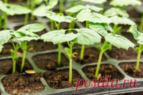 Лунный календарь на апрель 2018 Середина календарной весны в регионах с суровыми зимами – старт активных садовых работ. Забот в апреле столь много, что сложно выделить главные. От уборки и обрезки до посевов и обработки грунта – каждую минуту стоит использовать с пользой. Тем, кто следит за лунным календарем, в этом месяце придетс