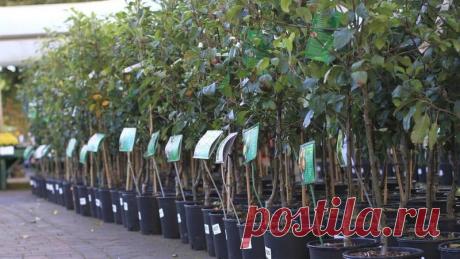 Саженцы в обмен на вторсырье. 5 мая в Альметьевске пройдет природоохранная акция Обменять вторсырье на саженцы плодоносящей яблони сможет каждый житель Альметьевского района. Республика Татарстан. Казань.