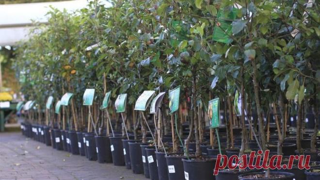 Саженцы в обмен на вторсырье. 5 мая в Альметьевске пройдет природоохранная акция Обменять вторсырье на саженцы плодоносящей яблони сможет каждый житель Альметьевского района. Республика Татарстан. Казань.