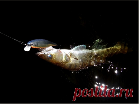 Ночная ловля судака Места охоты судака ночью. На какие приманки ловить, а на какие не стоит даже и пытаться. Ночная ловля судака не входит в ряд популярных и распространённых