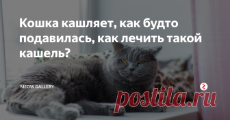 Кошка кашляет, как будто подавилась, как лечить такой кашель? Кашель у кошек возникает не так уж редко, как это можно было бы себе представить исходя из общепринятых стереотипов. Домашний питомец кашляет по самым различным причинам, да и приступы могут сильно различаться – от отрывистого и сухого кашля до тихого и сдавленного, как будто кошка подавилась. Необходимо помнить, что кашель не возникает сам по себе, всегда являясь признаком какого-либо процесса в