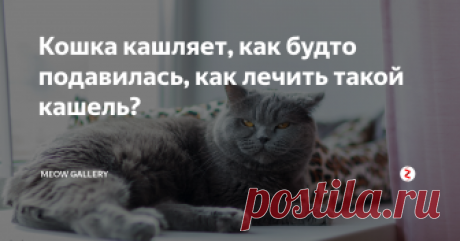 Кошка кашляет, как будто подавилась, как лечить такой кашель? Кашель у кошек возникает не так уж редко, как это можно было бы себе представить исходя из общепринятых стереотипов. Домашний питомец кашляет по самым различным причинам, да и приступы могут сильно различаться – от отрывистого и сухого кашля до тихого и сдавленного, как будто кошка подавилась. Необходимо помнить, что кашель не возникает сам по себе, всегда являясь признаком какого-либо процесса в