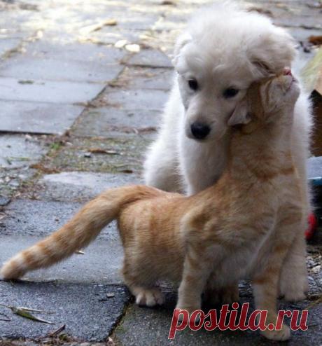 20 котов, которые по уши втрескались в собак