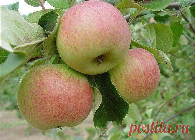 Какие зимние сорта яблок лучше всего сажать