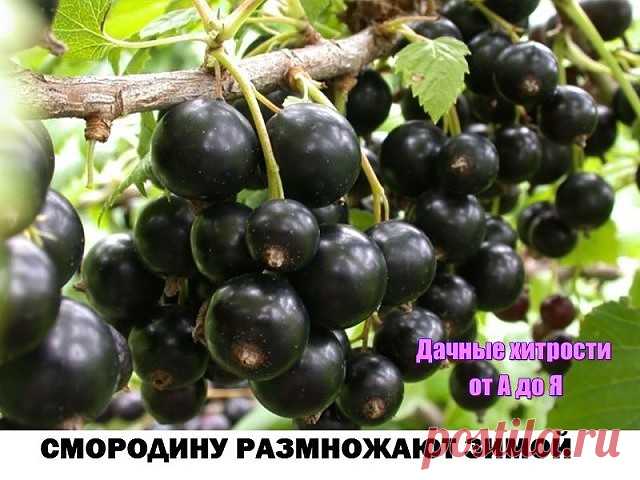 (50) Одноклассники