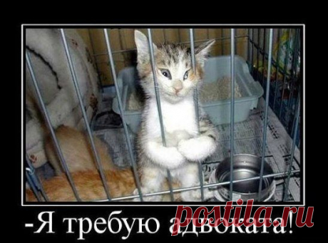 Я требую адвоката