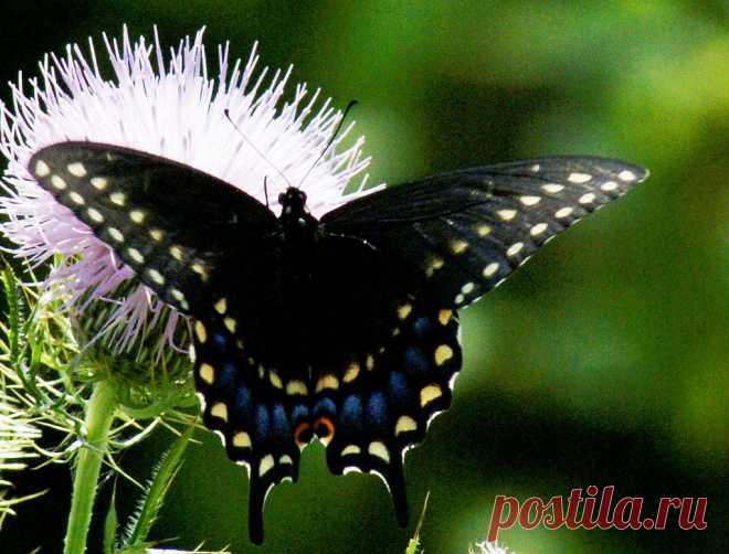 Stunning Swallowtail | Flickr - Photo Sharing!