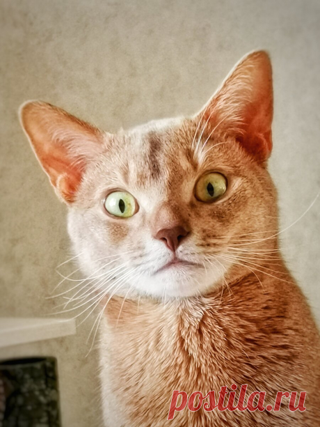 Уже несколько лет я фоткаю смешные и необычные выражения морды моего кота и его весёлые позы. Вы точно улыбнетесь | Блог мобильного фотографа | Яндекс Дзен