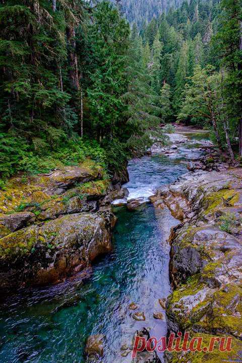 Forest river