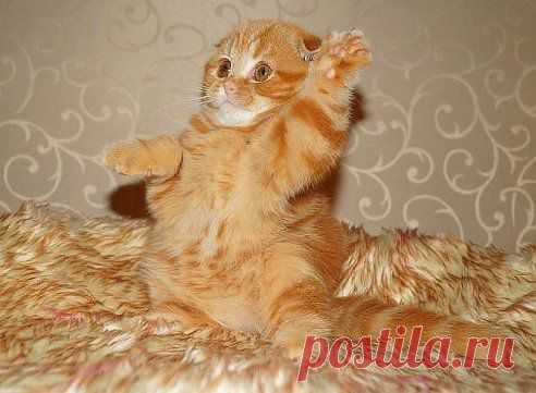 - Я!!!!! Я буду сметанку!!!