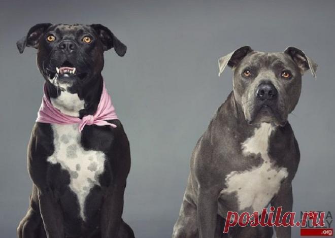 Фотосессия, призванная убедить людей в дружелюбности питбулей | Фотография | Фотография