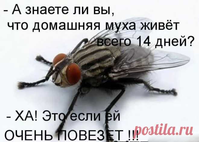 Что не так с детьми, которые шарахаются от мух и жуков? Психолог о моментах, которые не понимают родители | Улыбка Ребёнка | Яндекс Дзен