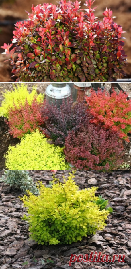 Барбарис Тунберга (69 фото): описание. Как размножить декоративный кустарник? Berberis thunbergii в ландшафтном дизайне, посадка и уход