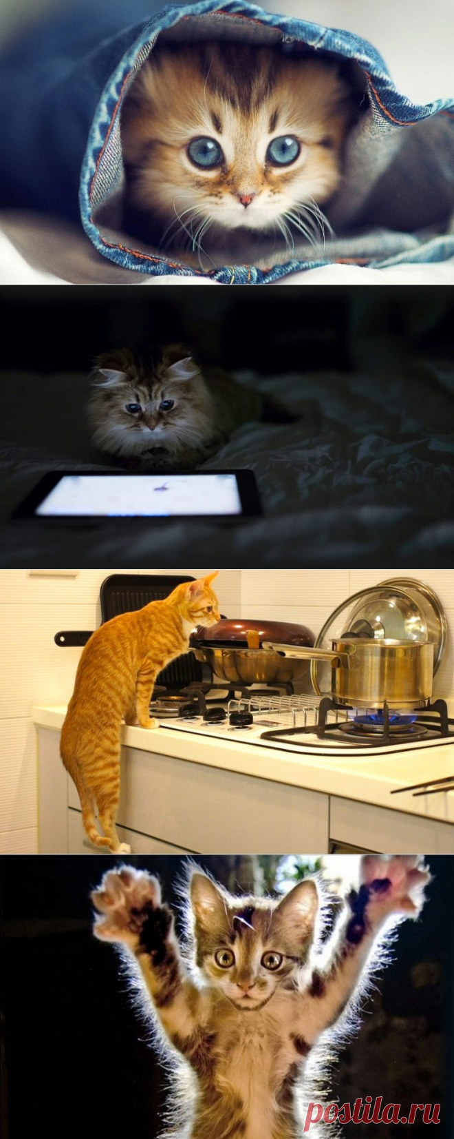 Как использовать котов в хозяйстве)