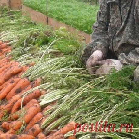 Огород Игоря Лядова – чудо, посильное каждому - МирТесен