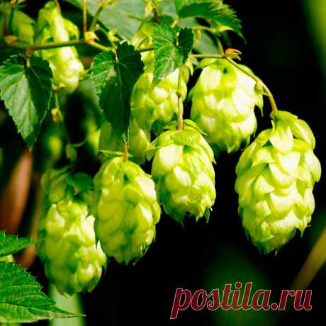 Лекарственное растение Хмель обыкновенный (Humulus lupulus). Многолетнее высоколазящее вьющееся растение высотой 3-6 м. Стебель грубоопушенный, вьющийся по часовой стрелке. Листорасположение супротивное, листья глубоко 3-5-лопастные с сердцевидным основанием, грубоопушенные, шиповато-зубчатые. Цветки разнополые: мужские собраны в метелки, женские - в ложные колосья, во время созревания плодов образуются желтовато-зеленые &quot;шишки&quot;.