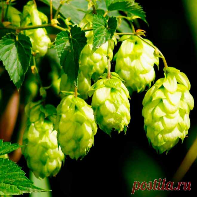 Лекарственное растение Хмель обыкновенный (Humulus lupulus). Многолетнее высоколазящее вьющееся растение высотой 3-6 м. Стебель грубоопушенный, вьющийся по часовой стрелке. Листорасположение супротивное, листья глубоко 3-5-лопастные с сердцевидным основанием, грубоопушенные, шиповато-зубчатые. Цветки разнополые: мужские собраны в метелки, женские - в ложные колосья, во время созревания плодов образуются желтовато-зеленые "шишки".