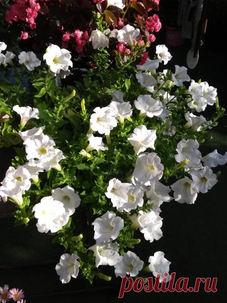 PETUNIAS