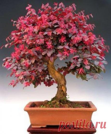 Buy Bonsai Trees Buy Unique Old Bonsai Trees - Miami Bonsai Trees - Bonsai Loropetallum #RealPalmTrees #BuyRealBonsaiTrees #RealBonsaiTrees RealBonsaiTrees.com   |  Pinterest