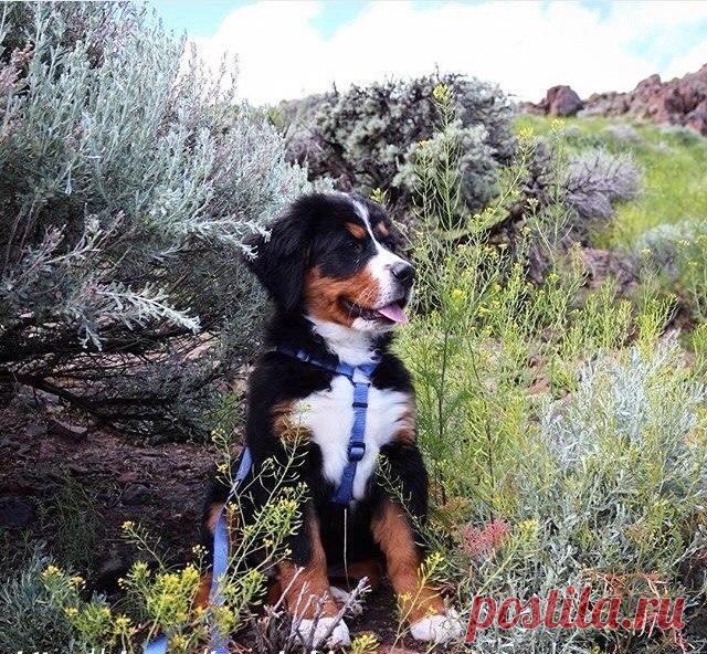 Если в доме есть собака, Вы – счастливый человек! 
У меня живет собака,Милый маленький щенок.Улыбака и кусака,И пушистенький комок.Много с ним вопросов разных:И прогулки, и еда –Но зато чудесный праздникОн приносит нам всегда!Я люблю его, ребята,И хо…