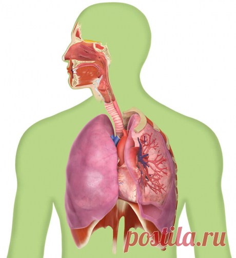 Дыхательные упражнения для саморегуляции организма Эти упражнения вы можете легко освоить и приобрести опыт релаксации (расслабления), самоуспокоения в критических и стрессовых ситуациях