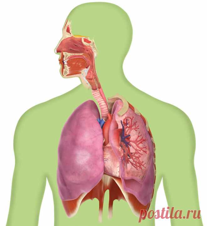 Дыхательные упражнения для саморегуляции организма Эти упражнения вы можете легко освоить и приобрести опыт релаксации (расслабления), самоуспокоения в критических и стрессовых ситуациях
