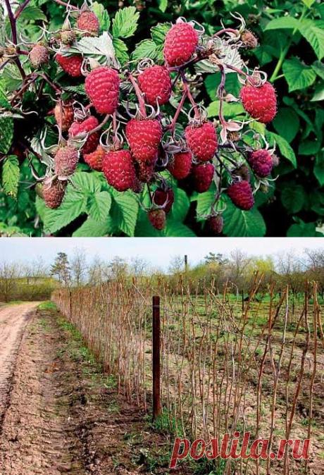 Всё о малине