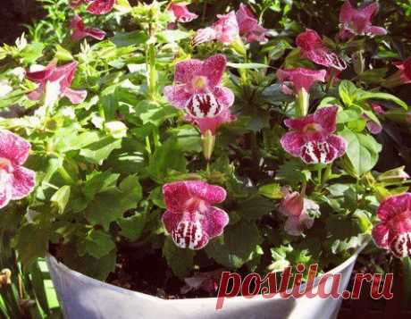 #Мимулюс
Ранний цветок для тёмных углов
7 шагов для выращивания Мимулюса из семян
Мимулюс - очень раннее растение, идеально подходящее для выращивания в контейнерном цветоводстве.
Посев семян производят так:
Показать полностью…