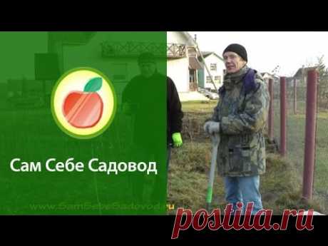 Особенности посадки саженцев