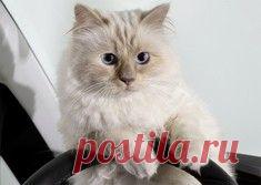 Животные, которые наслаждаются волшебством осени / Surfingbird - проводи время с пользой для себя!