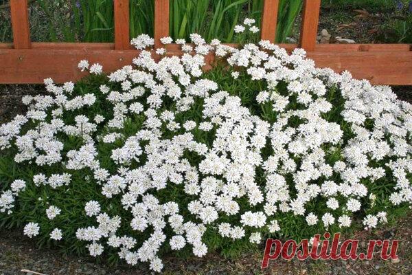 Иберис вечнозеленый. | Дачница. | Яндекс Дзен