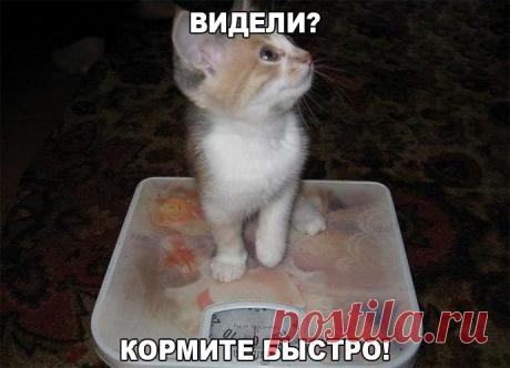 Ржачные и угарные картинки с надписями (25 фото)