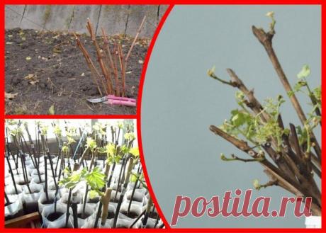 Черенкование винограда — мой любимый способ размножения. Раскрываю тонкости процедуры
Черенкование — на мой взгляд, один из самых быстрых и простых способов размножения любой культуры. И виноград не является исключением. Чтобы процедура была максимально эффективной, я придерживаюсь некоторых правил. Черенки винограда Черенки винограда Заготовка черенков К черенкованию я приступаю осенью,...
Читай дальше на сайте. Жми подробнее ➡