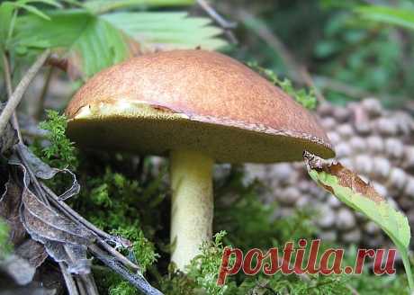 Маслёнок зернистый (Suillus granulatus) Гриб Маслёнок зернистый lat: Suillus granulatus ❺ Синонимы: Маслёнок летний, Маслёнок ранний, Boletus granulatus - сезон ☀❄, описание ❺❺❺, где растёт ⨁, съедобность ♨, фотографии ◼.
