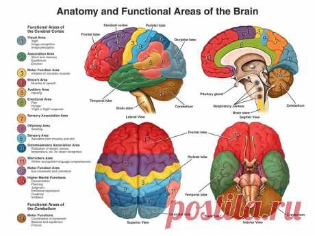 neuroanatomy_large.jpg (1000×750)