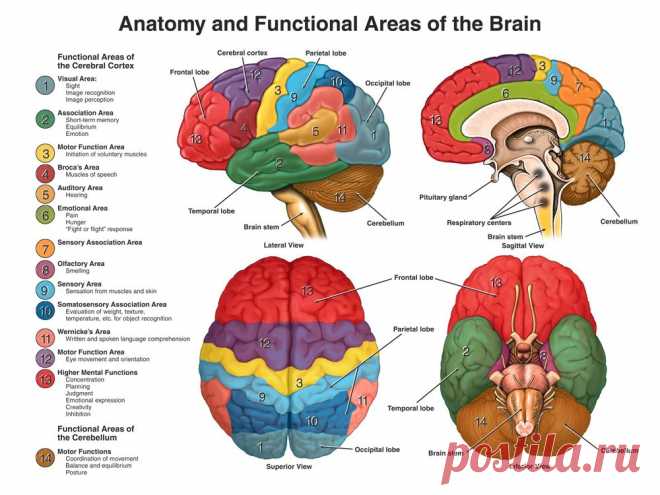 neuroanatomy_large.jpg (1000×750)