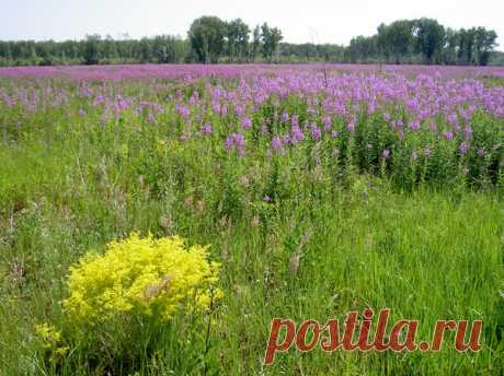 Epilobium, или Кипрей, он же Иван-чай, или устар. Копорский чай.