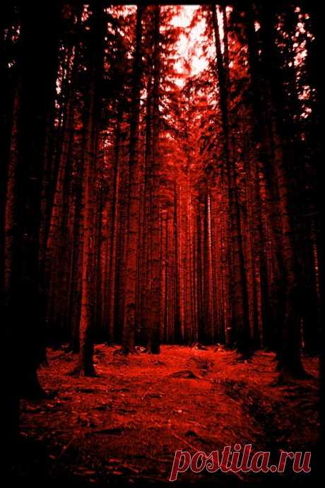 the bloody forest by earthlab on deviantART