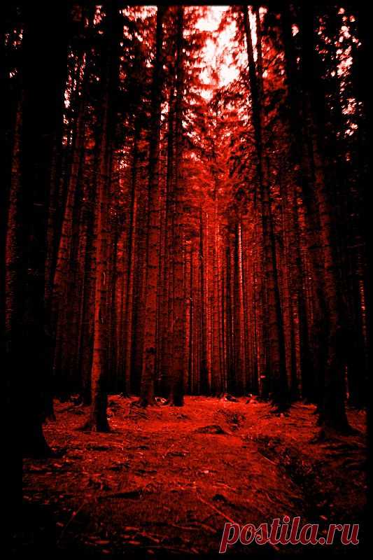 the bloody forest by earthlab on deviantART