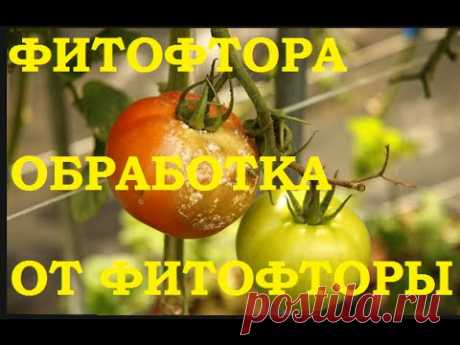 Фитофтора не пройдет! Томаты спасаем от фитофторы! — Огород без хлопот