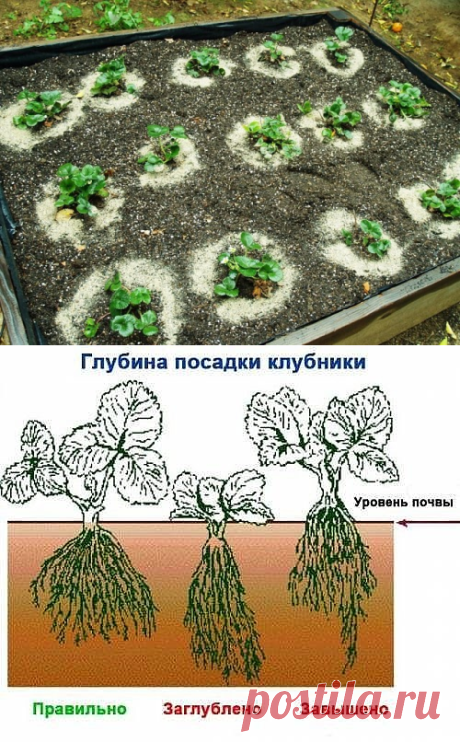 (48) Одноклассники