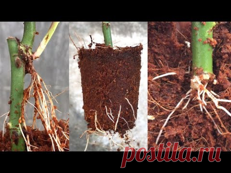 Planting roses with branches is easy | Plantar rosas com galhos é fácil | Vườn Nhà