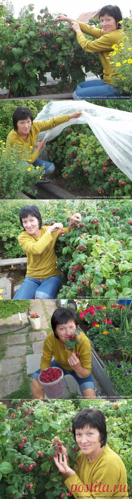 КАК БЕЗ УЩЕРБА ОМОЛОДИТЬ МАЛИННИК