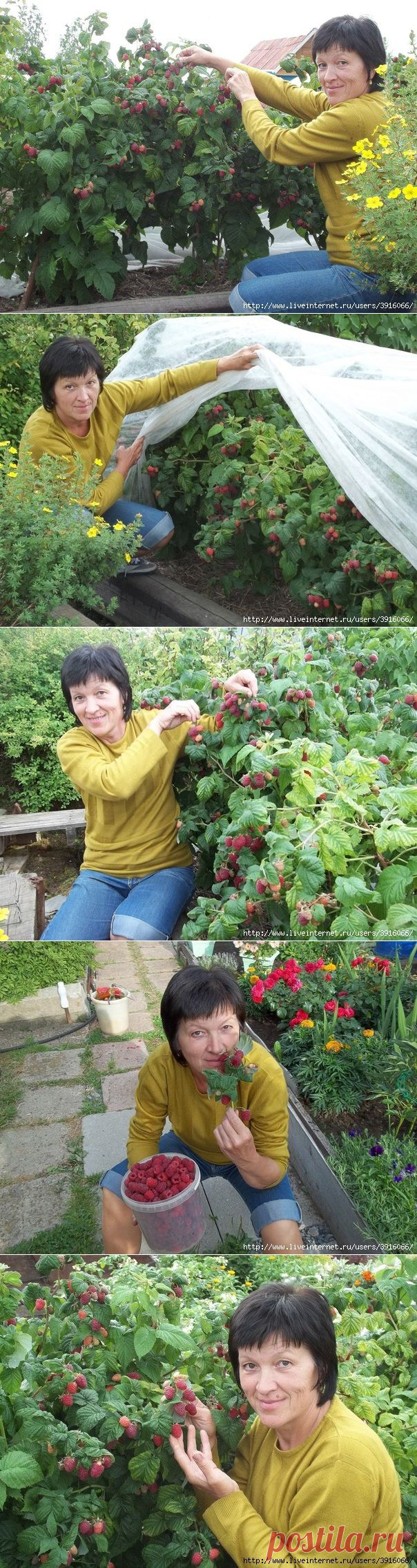 КАК БЕЗ УЩЕРБА ОМОЛОДИТЬ МАЛИННИК