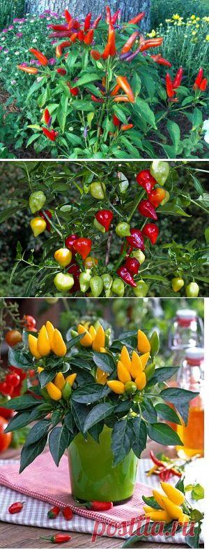 Капсикум, декоративный перец - уход и размножение | GreenHome