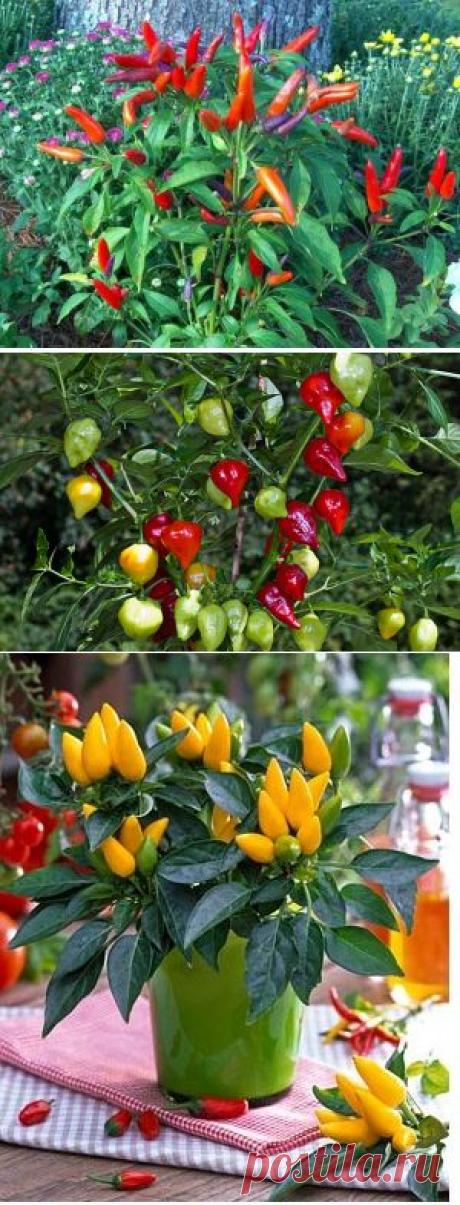Капсикум, декоративный перец - уход и размножение | GreenHome