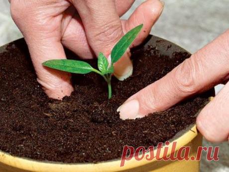 10 ошибок при выращивании рассады