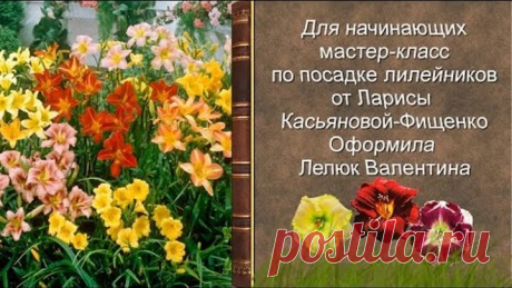Мастер класс по посадке лилейников || PHOTO LAND (лилейники, посадка и уход)